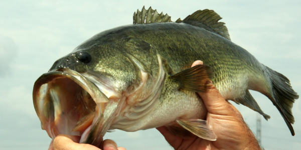 Large mouth bass - a popular fish to catch
